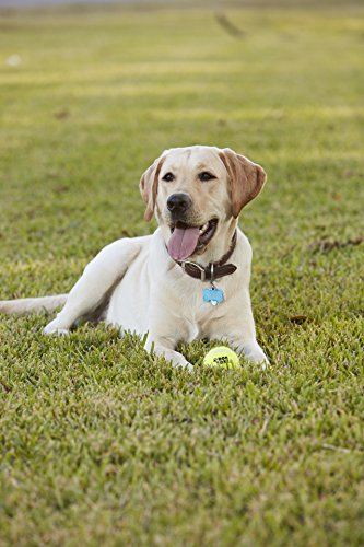 Dog Gone Ball Blaster