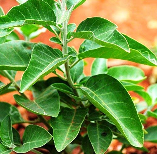 The Plant HU8 Ashwagandha, Withania somnifera, The Medicinal Ayurvedic Herb Plant Medicinal Plant with Pot (B08JH2J87Y) Amazon Price History, Amazon Price Tracker