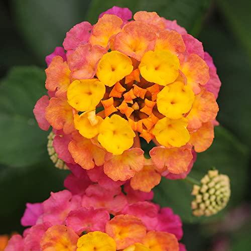 Lantana Plants Fresh Flowers for Delivery Prime (4 Pack), Outdoor Flowers Assorted Live Plants Indoor, Lantana Live Plant Outdoor Plants Live in Flower Pots, Plants Live Houseplants by Plants for Pets Lantana Plants Fresh Flowers for Delivery Prime (4 Pack), Outdoor Flowers Assorted Live Plants Indoor, Lantana Live Plant Outdoor Plants Live in Flower Pots, Plants Live Houseplants by Plants for Pets