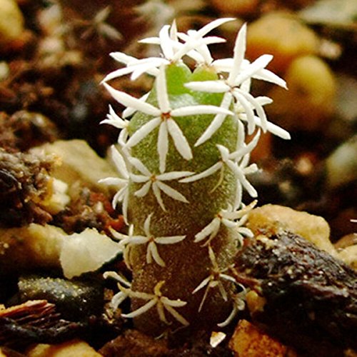 Futaba White thorn Ball Cactus seeds - 10pcs