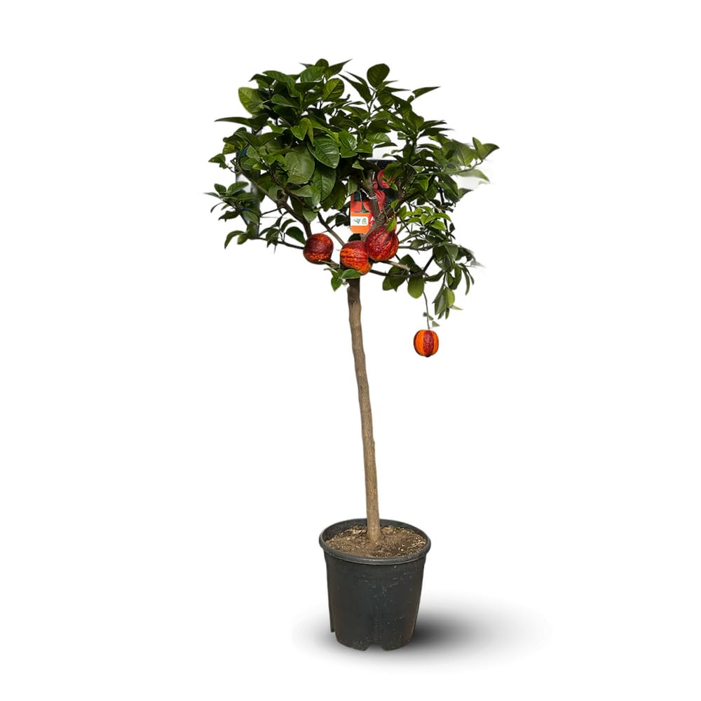 Attitude Jardin - Oranger Arcobal - citrus meyer sinensis - agrume méditerranéen - arbre fruitier - 110-120 cm - ⌀ 22 cm