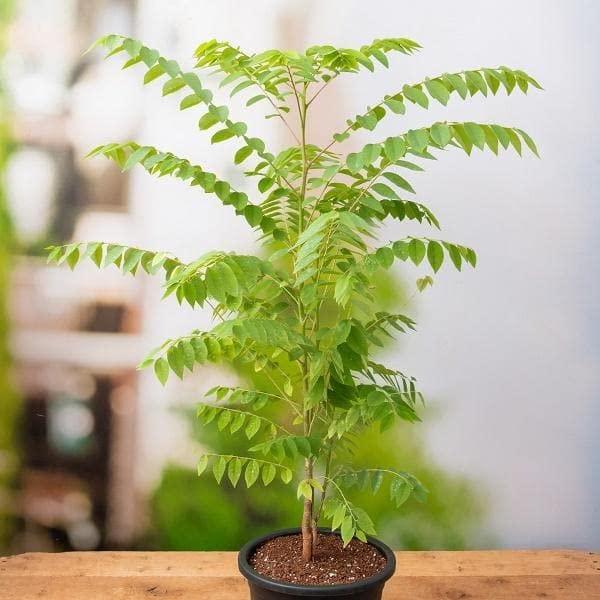 Mphmi Indian Dwaf Harfarauri, Star gooseberry Country (Grafted) - Plant. (B096WBKP9C) Amazon Price History, Amazon Price Tracker