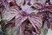 Purple Perilla Seeds- - Ze Su Ye- Herb- 300+ Seeds