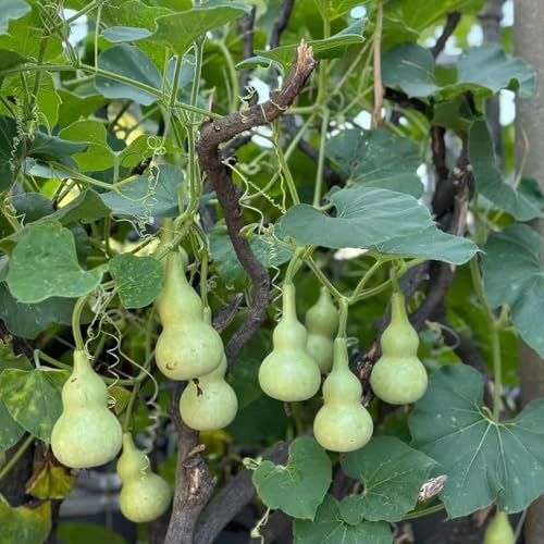 Semillas de calabaza de botella - calabaza botella camas elevadas para jardín semillas jardín rocas resistentes decorativas del balcón resistentes 20pcs