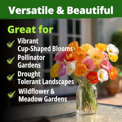 Image of HOME GROWN California Poppy Mission Bells 2200 Seeds (2g) - Flower Seeds for Planting Outdoors, Vibrant Spring & Summer Blooms, Drought Tolerant Annual for Sunny Gardens (Eschscholzia californica)