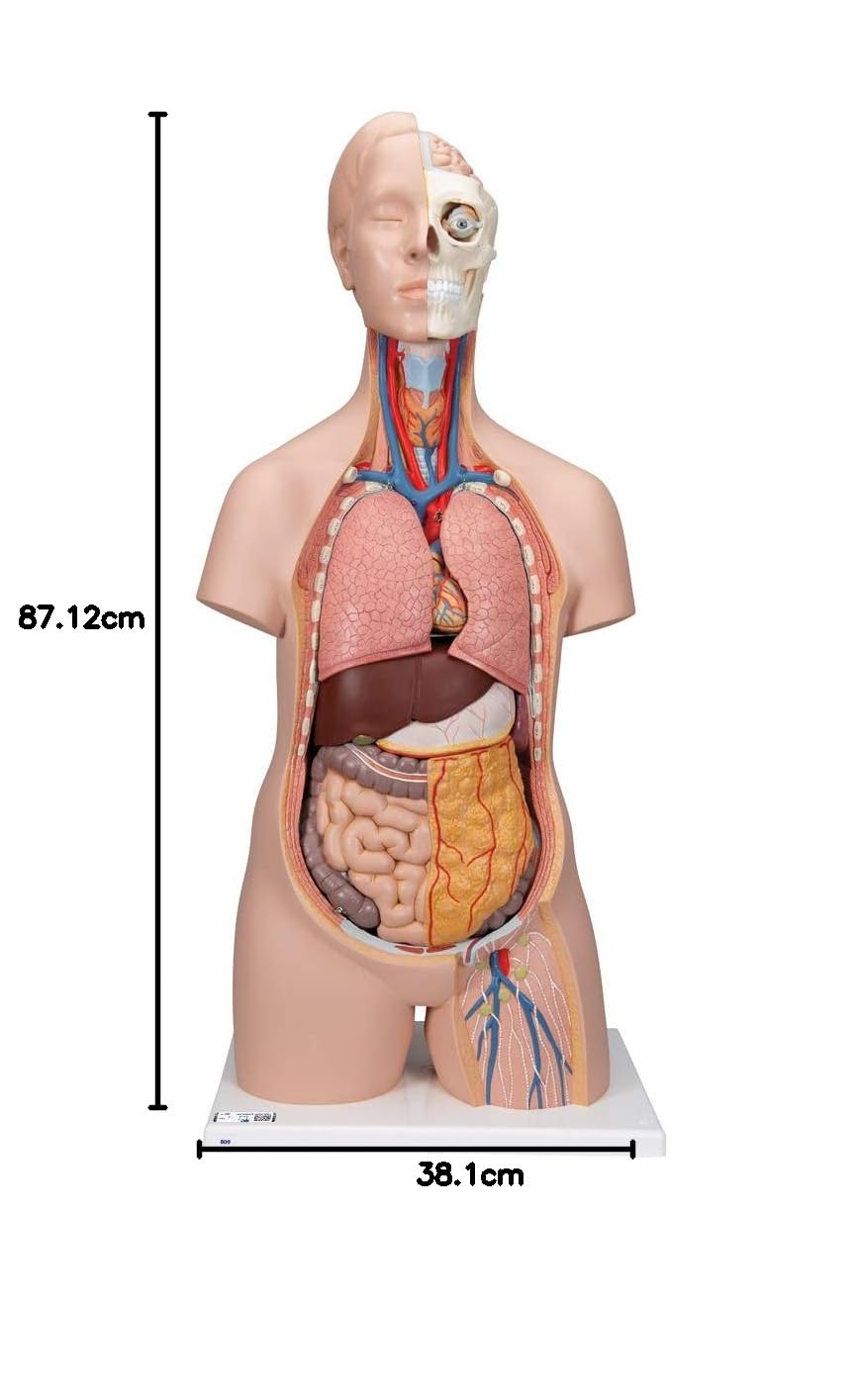 3B Scientific B09 Clássico Unissex Tronco 12 partes - 3B Smart