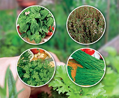 Lot de graines herbes aromatiques à faire pousser Basilic grand vert Ciboulette Persil commun Thym d'hiver Cover