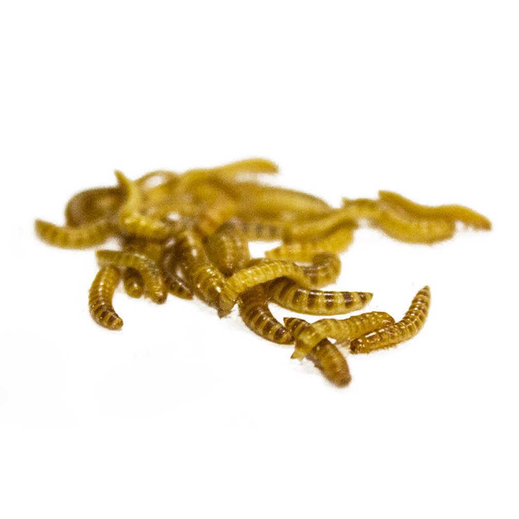 Buffalo Worms Pre Pack