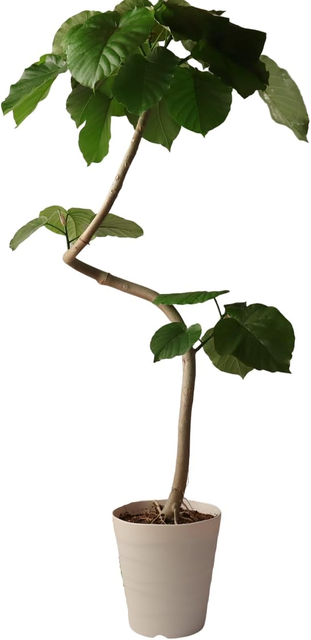 エアプランツ チランジア 超絶希少‼️ ココナッツグローブ size超特大