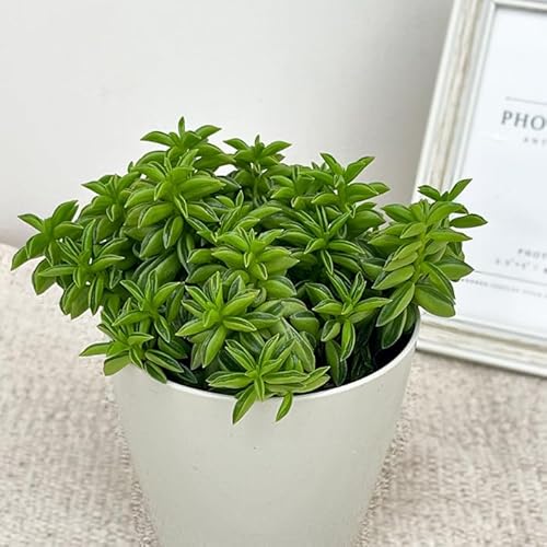 ϗtA yy~A jph 3 ϗtA ^   蕨 v[g CeA 