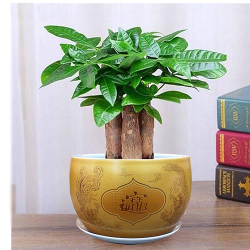 Juego de macetas de cerámica para bonsái, Maceta Grande de Porcelana para orquídeas con Orificio de Drenaje y Bandeja para platillos para jardín Interior y Exterior (Dorado)