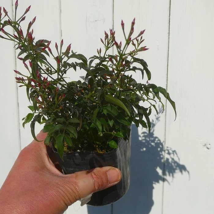 その他観葉植物 jasmine Amazon｜観葉植物 フェイク バレンタインデー用のほぼ天然の人工