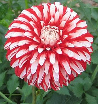 Amazon ダリアの花の球根 鉢植え 庭園 植物の球根 綺麗な 美しい色 楽しい 装飾 可愛い 混合色2 2球根 花