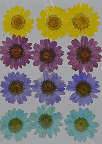 LoveDiyLife yellow brown daisy real pressed dried flowers