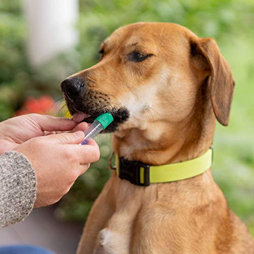 Image of Embark Breed & Health Dog DNA Test (2 Pack) - 400+ Breeds, 270+ Health Conditions, Allergy Risk Score, Relatives, and More