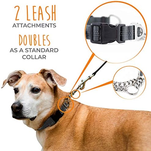 Mighty paw martingale dog training collar Clearance