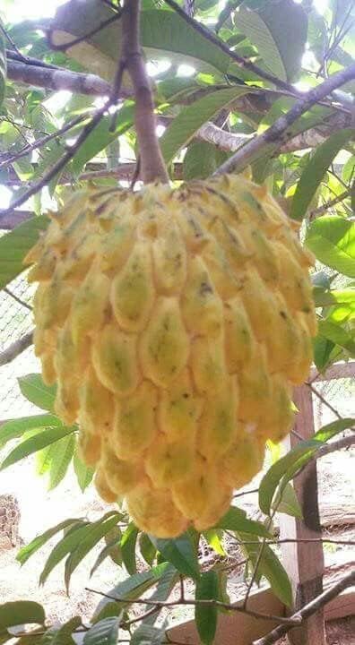 PLANT EXOTIC |Yellow Sugar Apple Sitafal Live Fruit Plant -Custard Apple Air Layered Live Plants Healthy Grafted Plants Nursery Grow for Home Garden (1-1.5 Ft Size) Pack Of 1 (B0D97WC5CM) Amazon Price History, Amazon Price Tracker