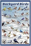 Backyard Birds Educational Poster - 11.5 x 17.5 inches - Laminated