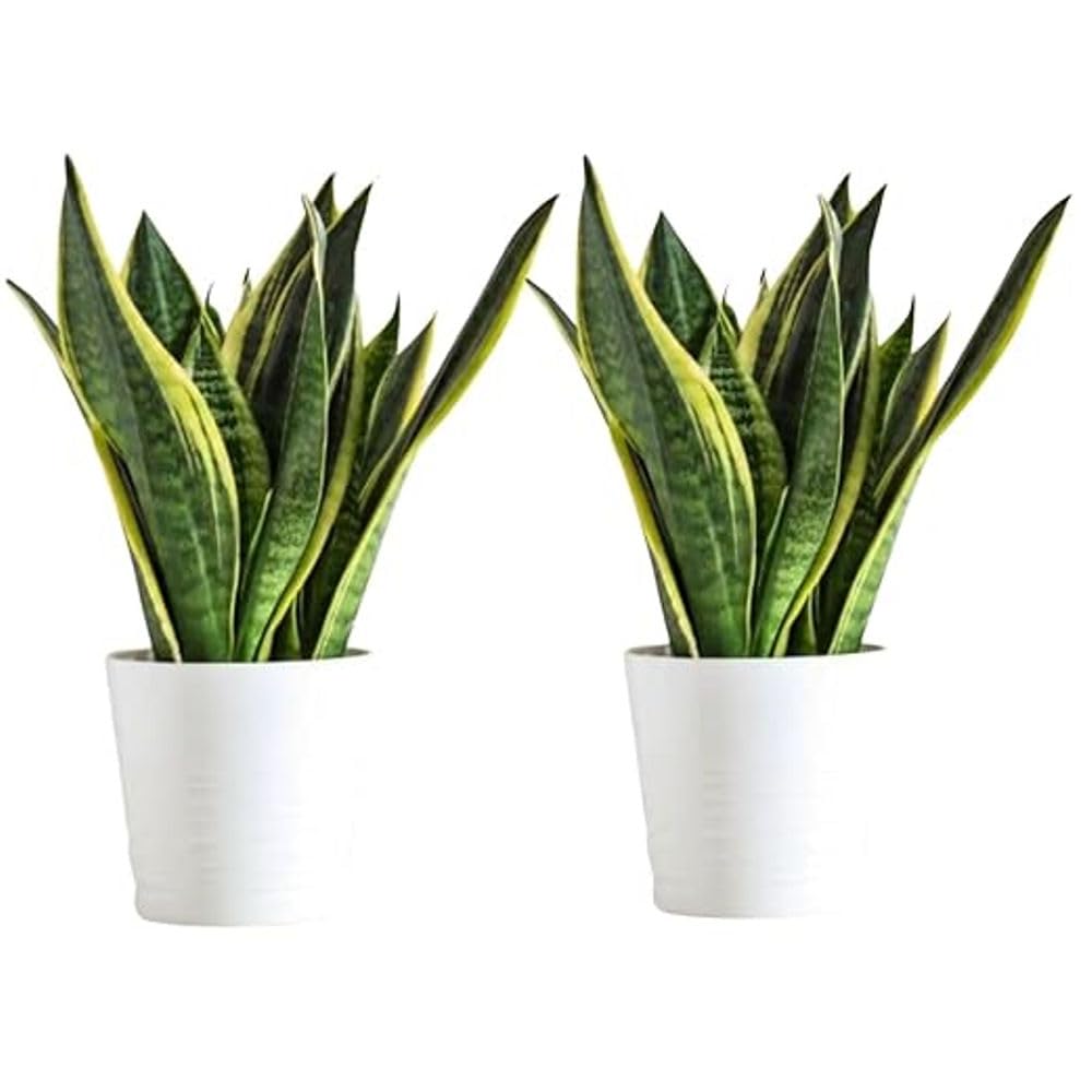 SKYCOM Snake Plant | Good Luck Snake Plant pack of 2 | Snake Plant Indoor Live Plant | Snake Plant With Pot | Office Desk Balcony | Indoor Plants For Living Room | Indoor Plants With Pots (B0CTRP132N) Amazon Price History, Amazon Price Tracker
