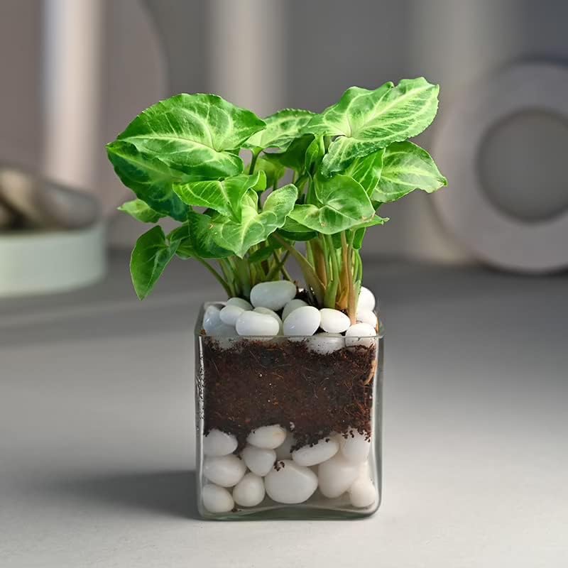 GALLIVANT Square Glass Flower Vase Straight Glass Block Design Table Vase for Home Decor | Modern Showpiece for Living Room, Center Table Display, Candle Holder, Terrarium & Plant Vase (3x3 inch)