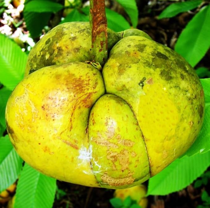 Image of All-Time 12 Months Hybrid GRAFTED Live Fruit Plant Original & Authentic Organic Tree for Outdoor Fast-Growing Fruit Plant Home Gardens Pack Of-1 (Elephant Apple /Chalta, Medium)
