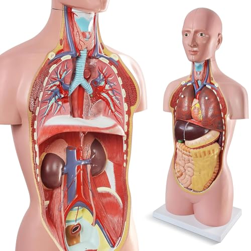 Modèle anatomique de torse humain AMITD 81 cm avec organes amovibles d'éducation