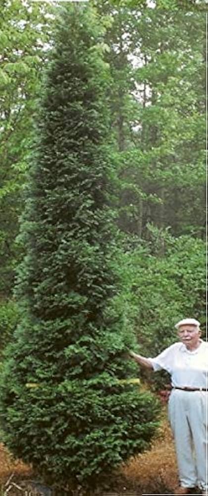 【レアモノ】(伊)プレミアータ Uチップ　カーフSIZE5.5 シューツリー付 Amazon.com : Full Speed A Hedge American Pillar Arborvitae - Thuja