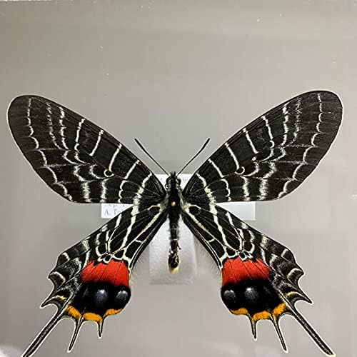 ぼつぼつラスト・シボリアゲハ 蝶標本 昆虫標本