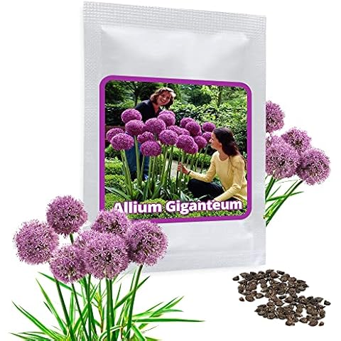 Giant Onion - 30 Seeds Giant Allium giganteum/Garden Plant/Beautiful Flower Cover