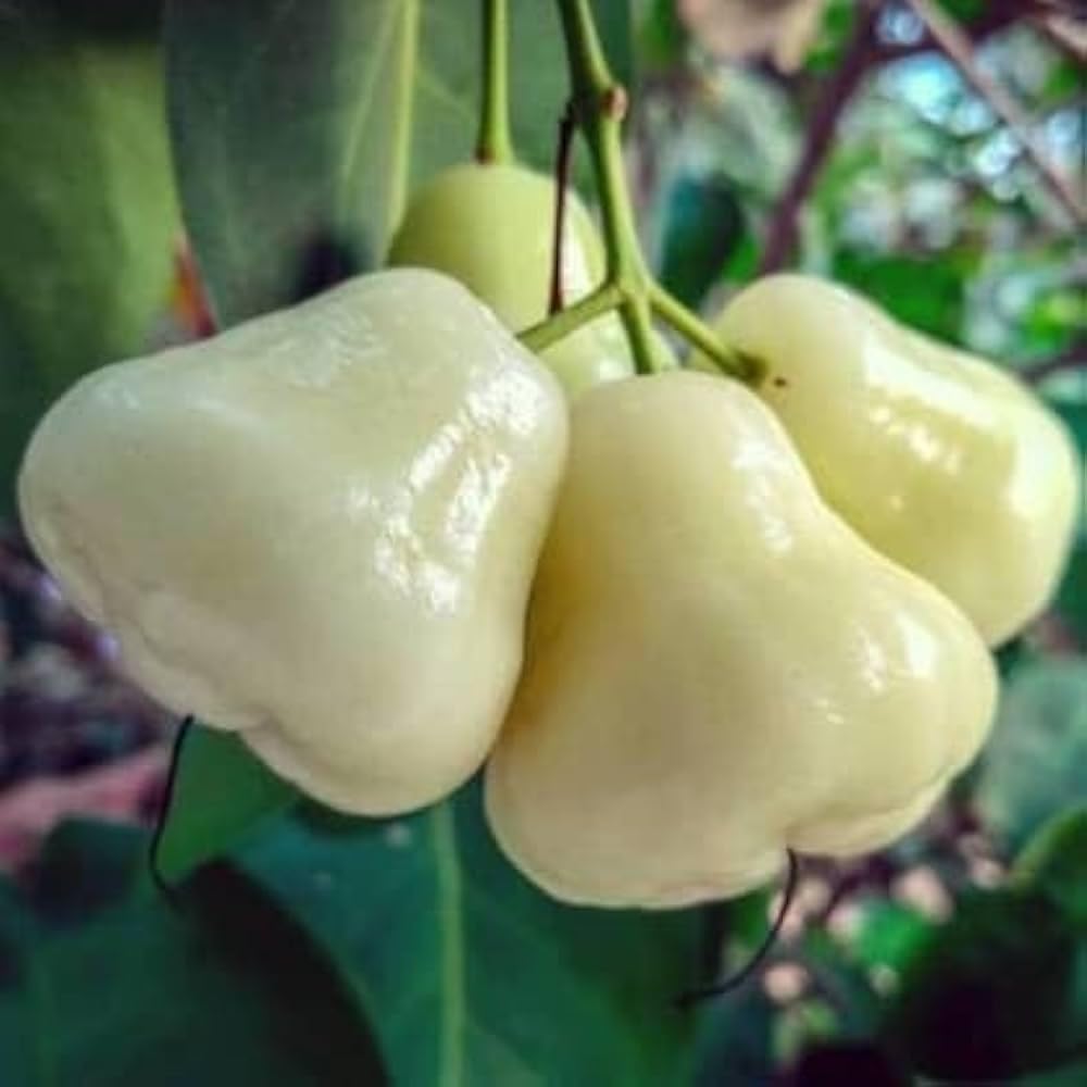 Water apple plant hybrid all seasons || all season hybrid plant for water apple || pack of 1 (B0CTFJJ9LY) Amazon Price History, Amazon Price Tracker
