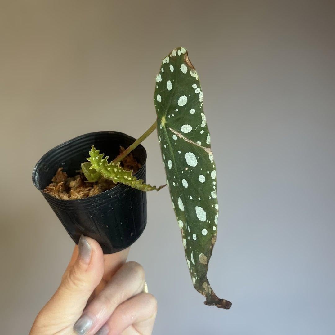 Amazon｜美しいベゴニア ベゴニアマクラータ発根済み水苔植え 2号