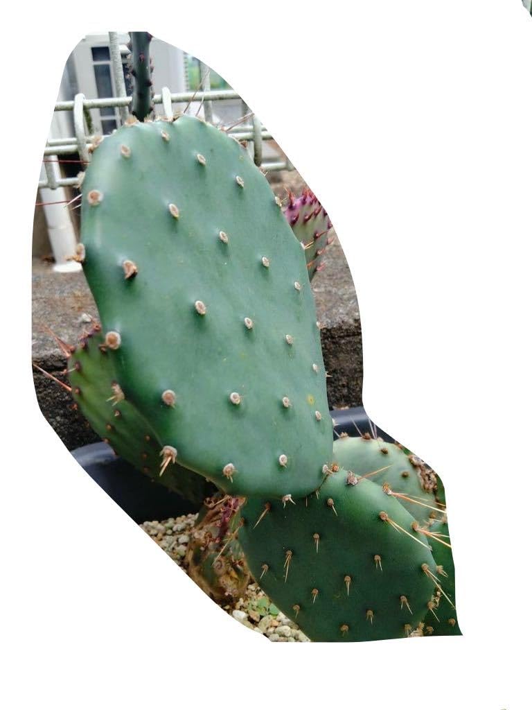 Amazon.co.jp: opuntia engelmannii var flexospina オプンチア