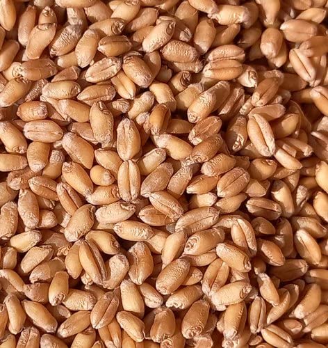 Image of Sakshi Farms Brown Wheat Seeds Pusa Karan Vandana (DBW 187) for Sowing, Farming & Agriculture (Kheti खेती) | Pure Pusa Karan Vandana (DBW 187) Wheat Seeds Gehu Ka Bheej | 20 KG