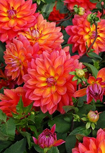 Creative Farmer Flower Seeds : Giant Dahlia Flowered Viola Mix Garden Hanging Pot Flower - Garden Flower Seeds Pack (B074RH88P3) Amazon Price History, Amazon Price Tracker