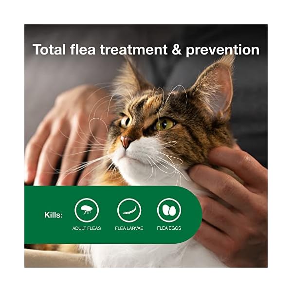 Advantage-II-Large-Cat-Vet-Recommended-Flea-Treatment-Prevention-Cats-Over-9-lbs-6-Month-Supply Advantage-II-Large-Cat-Vet-Recommended-Flea-Treatment-Prevention-Cats-Over-9-lbs-6-Month-Supply