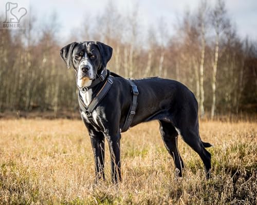 BUMER Hundegeschirr Softshell gepolstert Y-Geschirr Brustgeschirr schwarz verstellbar mit Premium Gurtband und hochwertigen Klickverschlüssen XXS bis XL für kleine und große Hunde (L)