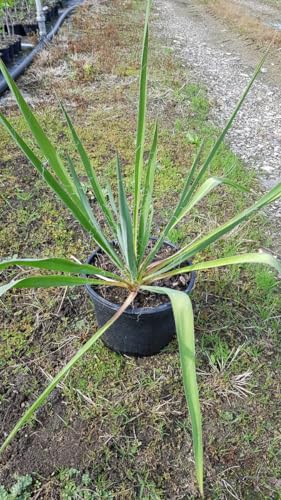Yucca filamentosa/Yucca filamenteux/Conteneur de 3 à 4 litres