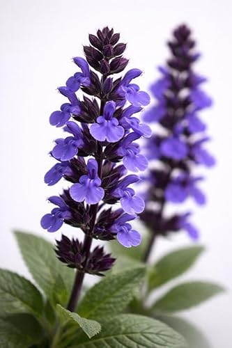 Classy Groundcovers, Meadow Sage 'May Night', Salvia, Sage (1-Gallon Pot)