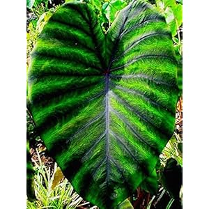 Heirloom Alocasia Macrorrhiza Grün Riesen Taro Zimmerpflanzen Elefantenohren Taro Bonsai Gemüse Rare Calla Bonsai 20 Stück/Packung: Mehrfarbig