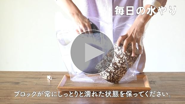森のきの子様×4 Amazon.co.jp: 森のきのこ倶楽部 もりのしいたけ農園 栽培キット