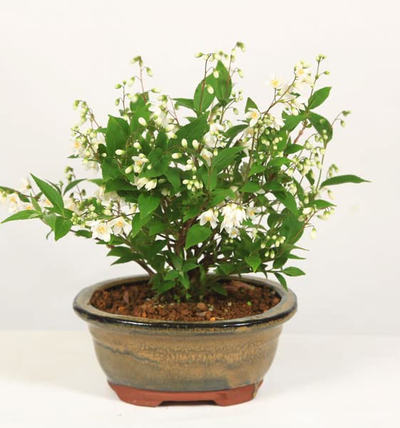 空木(ウツギ) 盆栽　QUTOTEN鉢 Amazon.co.jp: 母の日 小品盆栽：開花姫うつぎ(楕円陶器鉢)*姫空木姫