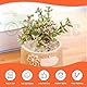 Tanstic Quartz Tumbled Chips Stone Irregular Shaped Quartz Stone Crystal Quartz Pieces for Vase Plant Decoration