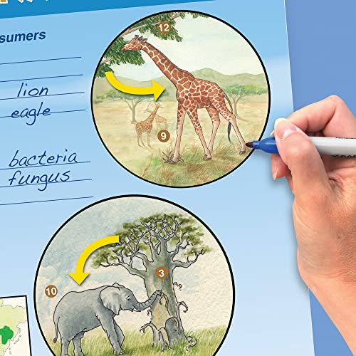 Image of NewPath Learning - 34-6305 10 Piece Food Chains /Food Webs Curriculum Mastery Flip Chart Set, Grade 5-10