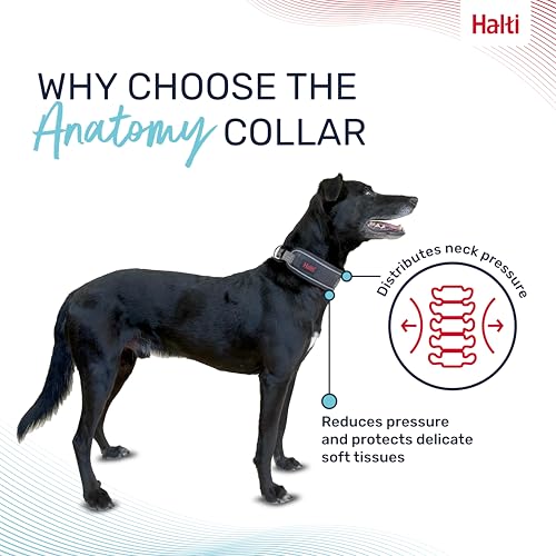 Image of Halti Anatomy Dog Collar | Size L, Teal | Wide Design Collar for Pressure Relief | Padded, Reflective & Adjustable | Matching Leash & Harness | For Large Dogs