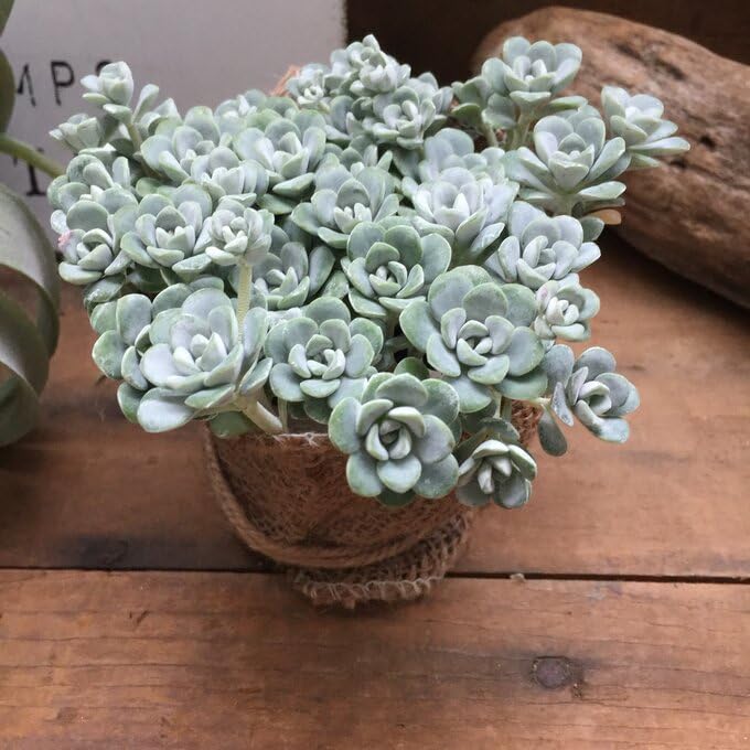 多肉植物  白雪ミセバヤ_(^O^) 多肉植物 白雪ミセバヤ 多肉植物 田舎多肉 通販 12800625