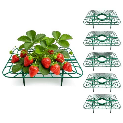 6 Stück Quadratisch Erdbeerstützen für Erdbeeren Pflanzen Erdbeerreifer Zeit Erdbeerpflanzenständer Schneckenschutz Erdbeeren Schutz Fäuleverhindernde Erdbeernetz für Garten Hochbeet Gewächshaus
