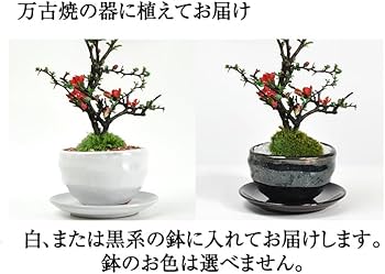 春萌　長方　盆栽鉢 楽天市場】盆栽 ミニ盆栽 藤 中サイズ 白長寿梅 寄せ植え イラボ鉢 藤