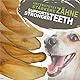 Natürliche Rinderohren mit Muschel für Hunde 10 Stück (700 g) | indischer Natur-Kausnack aus 100% Rind | langes Kauvergnügen & Zahnpflege | ohne Zusatzstoffe