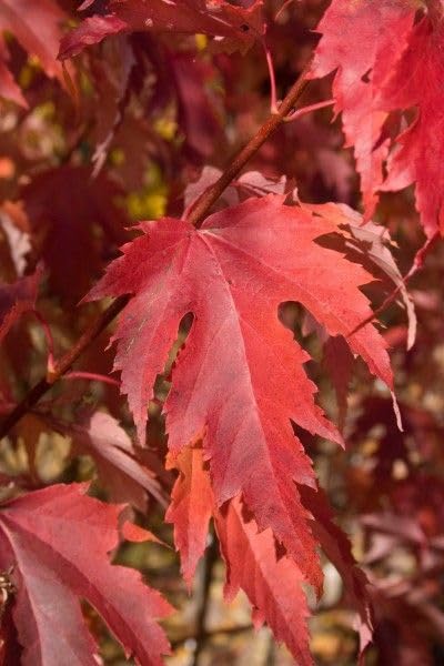 Image of Imported Maple Flower Seeds For Gardening (80-100 Seeds)