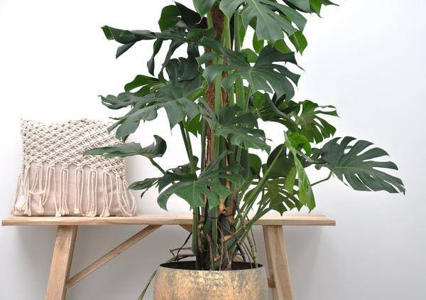 Monstera Deliciosa – Köstliches Fensterblatt – Zimmerpflanze 150cm – Ø27cm – Tropische XXL-Pflanze mit großen grünen Blättern – Dekorative Kübelpflanze für Wohnzimmer & Büro